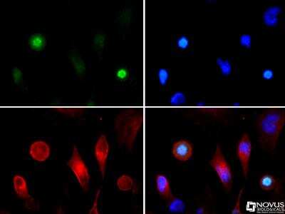 Immunocytochemistry/ Immunofluorescence: Histone H3 [ac Lys4, p Thr3] Antibody - BSA Free [NB21-1015]